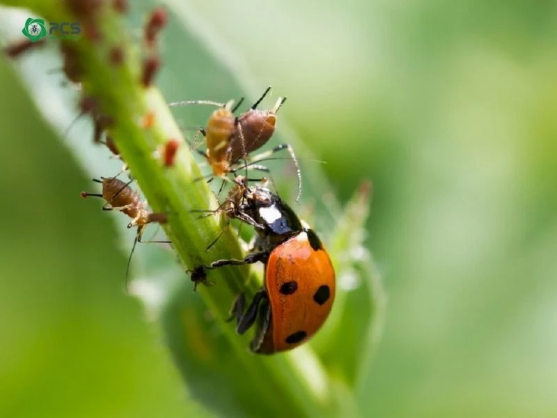 Cách diệt côn trùng trong đất 